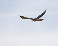 Red tailed Hawk 4965